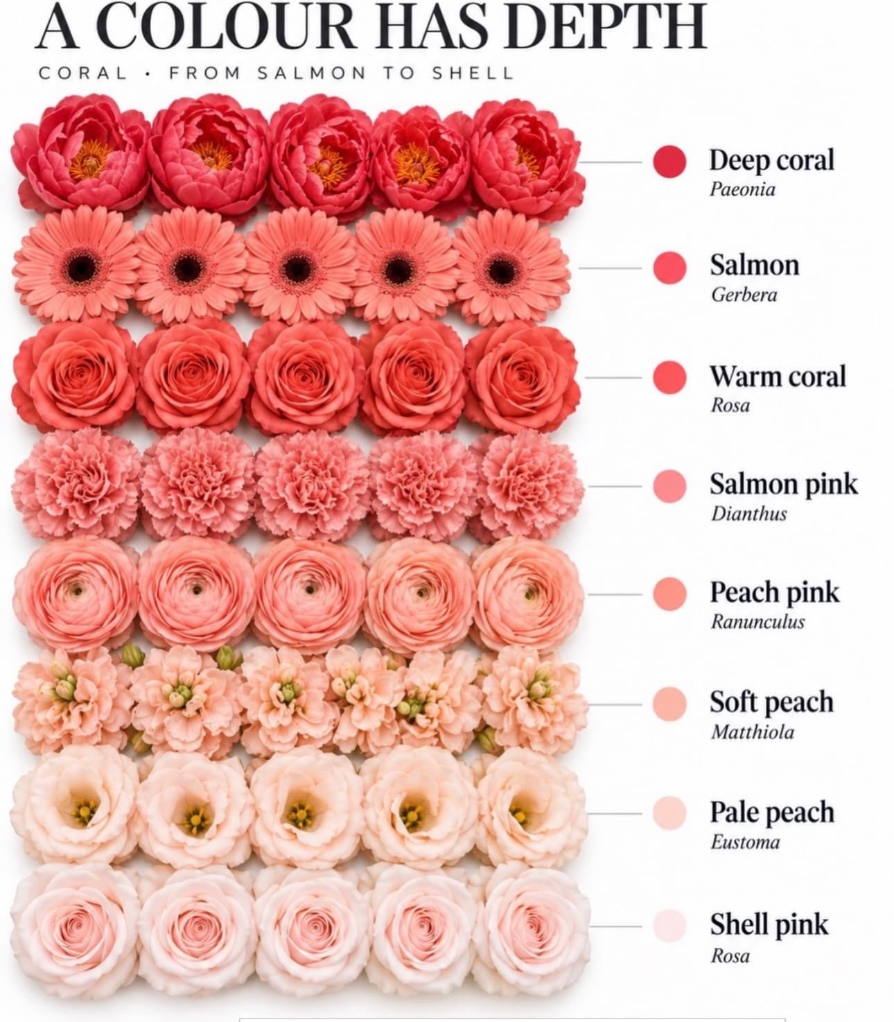 Coral flower color range — Salmon to shell — Day Dream Affairs color guide