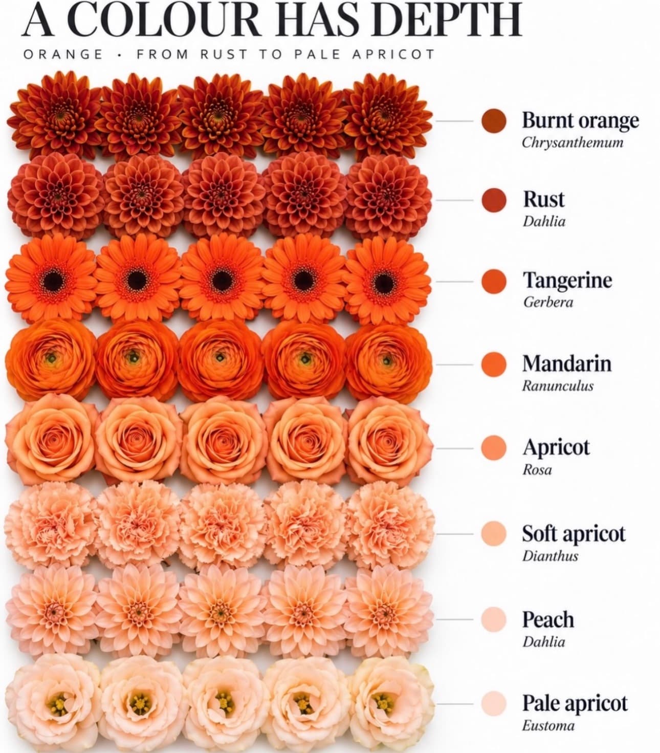 Orange flower color range — Rust to pale apricot — Day Dream Affairs color guide