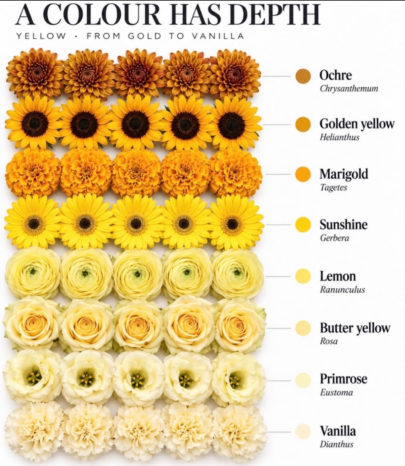 Yellow flower color range — Gold to vanilla — Day Dream Affairs color guide